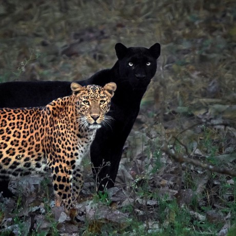 černý panter, leopard