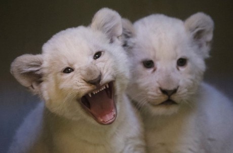 albín lev mládě