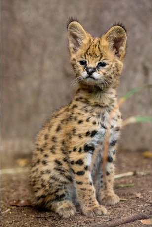 serval kitten.jfif