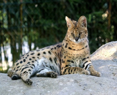 serval1