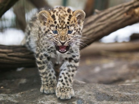 leopard mládě