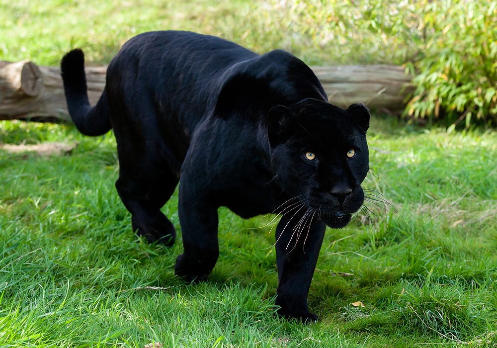 black-panther