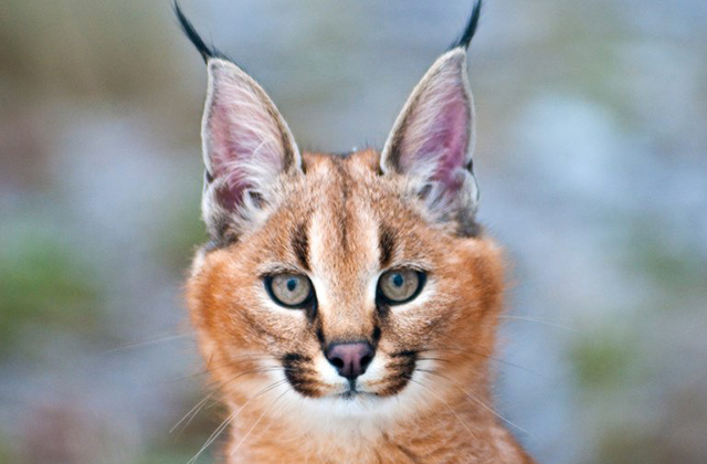 caracal