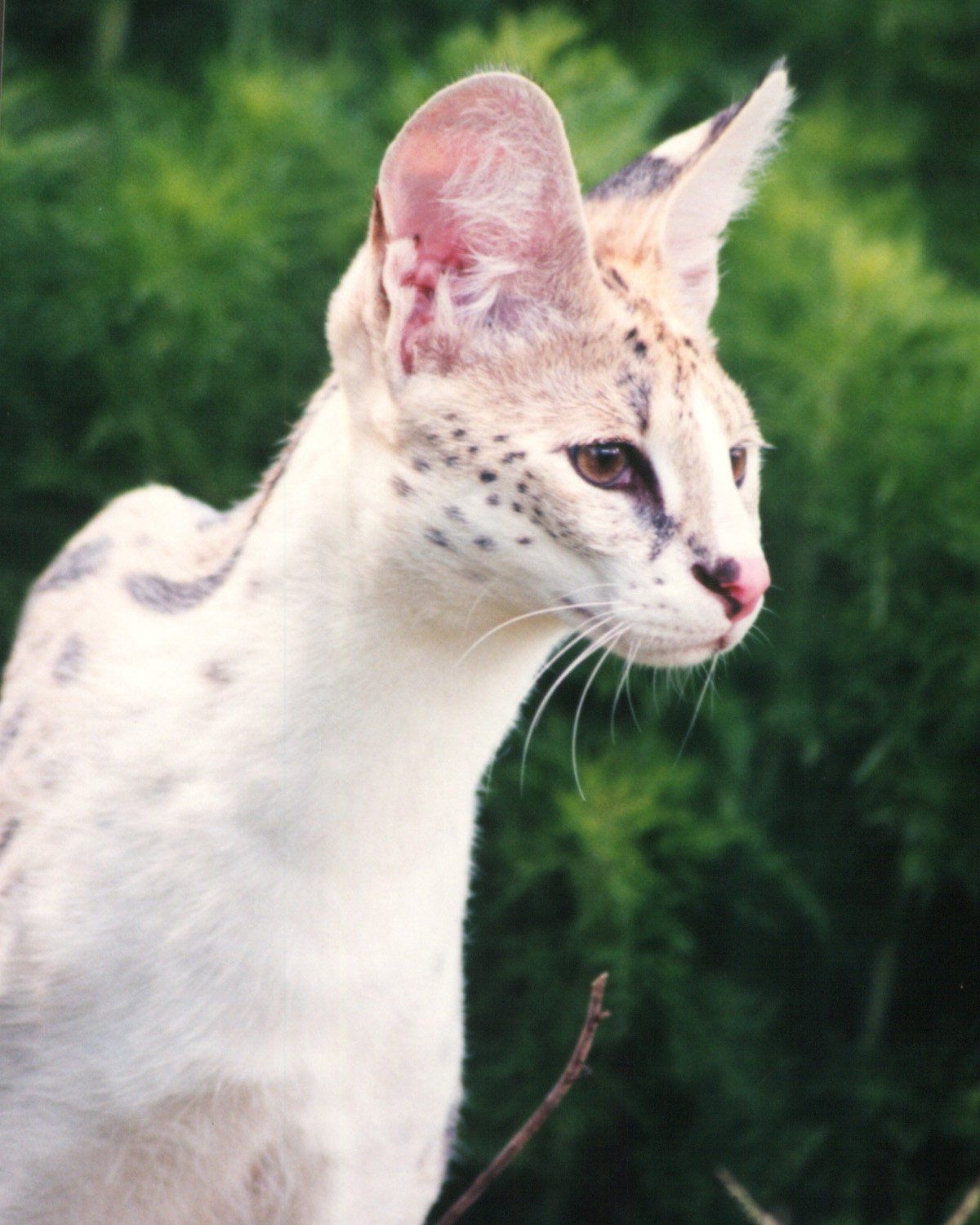 serval albin