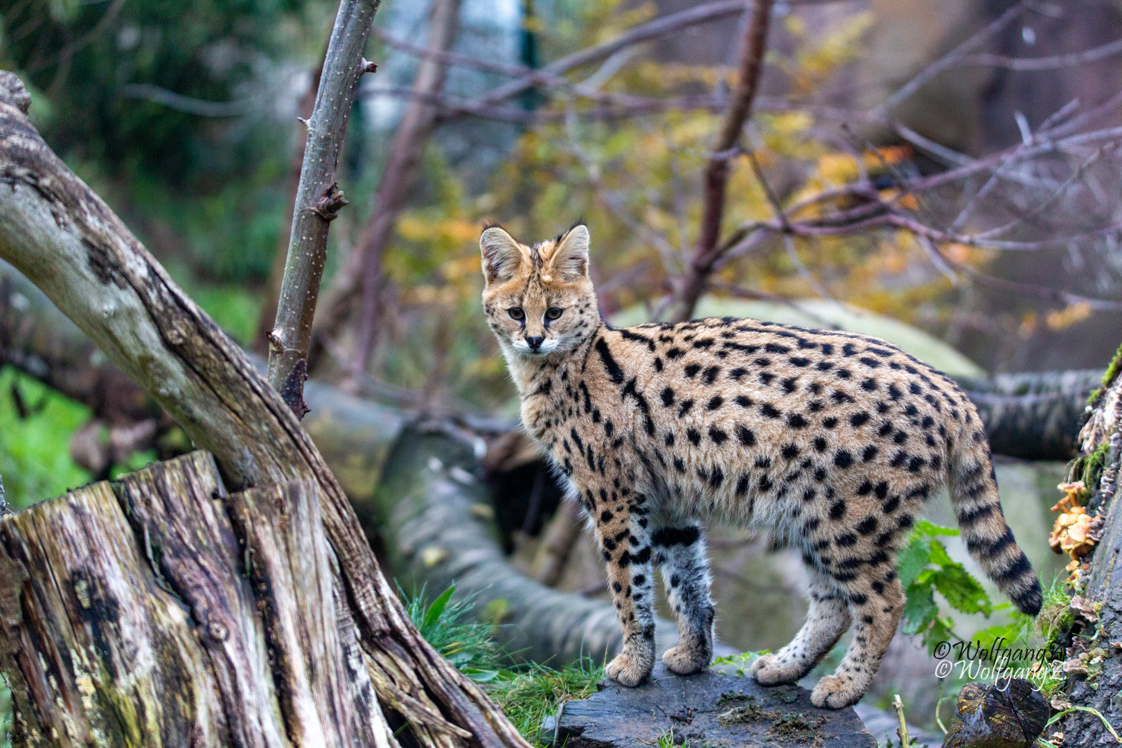 serval