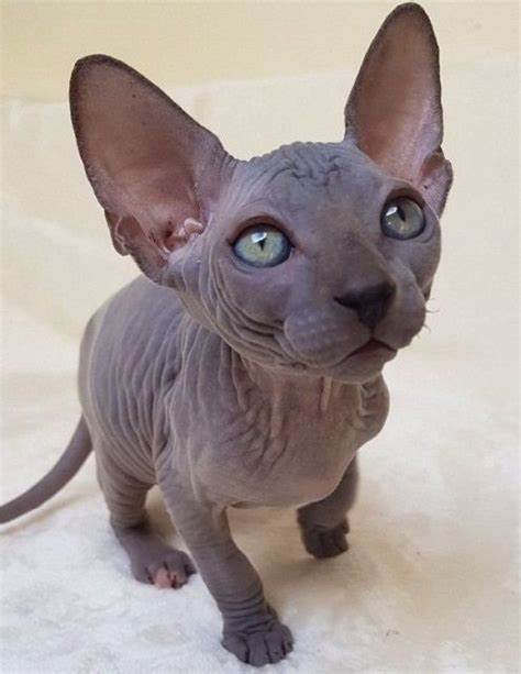 sphynx.jfif